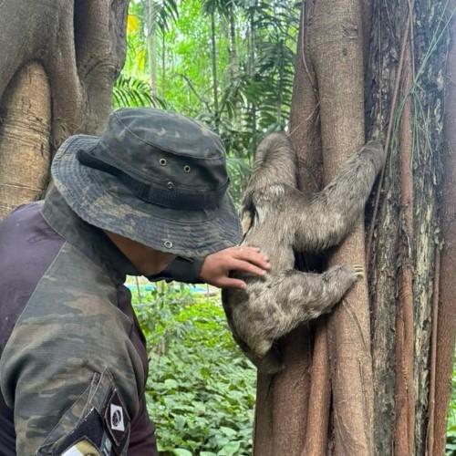 Bicho-preguiça recebe alta veterinária e volta para casa no Parque Centenário de Barra Mansa